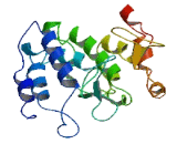 Transmembrane Protein 200C (TMEM200C)