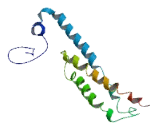Transmembrane Protein 26 (TMEM26)
