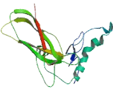 Transmembrane Protein 30A (TMEM30A)
