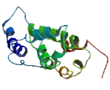 Transmembrane Protein 31 (TMEM31)