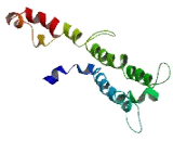 Transmembrane Protein 33 (TMEM33)