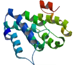 Transmembrane Protein 35 (TMEM35)