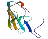 Transmembrane Protein 40 (TMEM40)