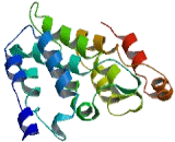 Transmembrane Protein 45B (TMEM45B)