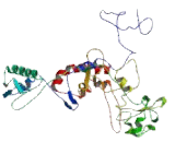 Transmembrane Protein 5 (TMEM5)