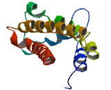 Transmembrane Protein 61 (TMEM61)