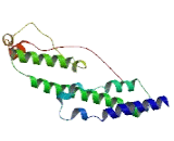 Transmembrane Protein 63A (TMEM63A)