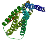 Tripartite Motif Family Like Protein 1 (TRIML1)