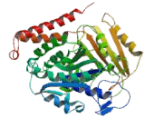 Tubulin Beta 4 (TUBb4)