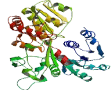 UDP Glucuronosyltransferase 1 Family, Polypeptide A6 (UGT1A6)