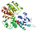 UDP Glucuronosyltransferase 1 Family, Polypeptide A9 (UGT1A9)