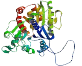 UDP Glucuronosyltransferase 2 Family, Polypeptide B17 (UGT2B17)
