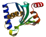 Ubiquitin Conjugating Enzyme E2U (UBE2U)