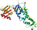 Ubiquitin Protein Ligase E3C (UBE3C)
