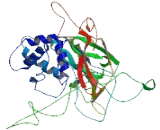 Ubiquitin Specific Peptidase 38 (USP38)