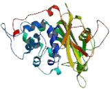 Ubiquitin Specific Peptidase 48 (USP48)