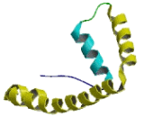 Upstream Binding Transcription Factor, RNA Polymerase I Like Protein 1 (UBTFL1)