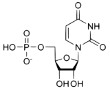 Uridine Monophosphate (UMP)