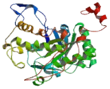 WAS/WASL Interacting Protein Family, Member 1 (WIPF1)