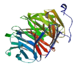 WD Repeat Containing Domain Protein 31 (WDR31)