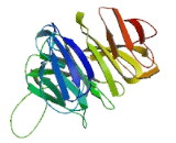 WD Repeat Containing Domain Protein 34 (WDR34)