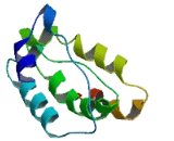 WW Domain Binding Protein 5 (WBP5)