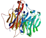 Zinc Finger Protein 462 (ZNF462)
