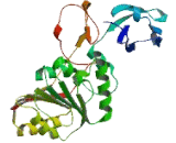 tRNA Methyltransferase 61 Homolog A (TRMT61A)