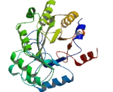 tRNA-yW Synthesizing Protein 1B (TYW1B)