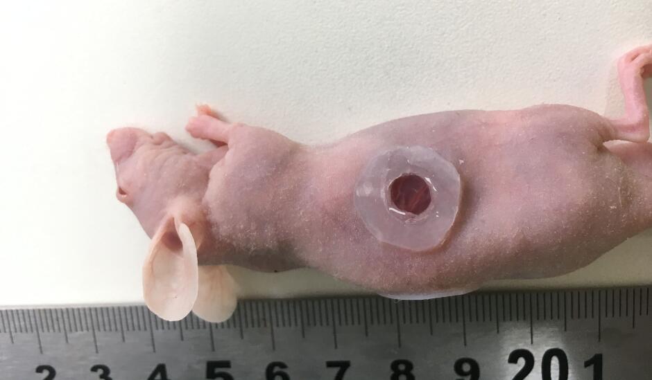Wound modeling of nude mice