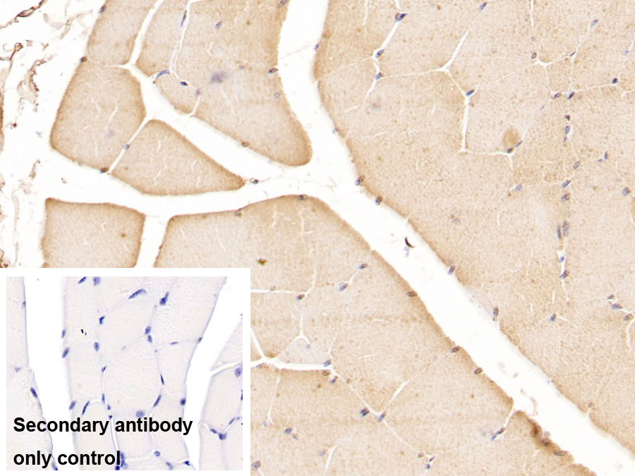 Monoclonal Antibody to Dual Specificity Phosphatase 3 (DUSP3)