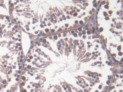 Polyclonal Antibody to Geminin (GMNN)