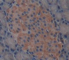 Polyclonal Antibody to Carboxypeptidase A2, Pancreatic (CPA2)