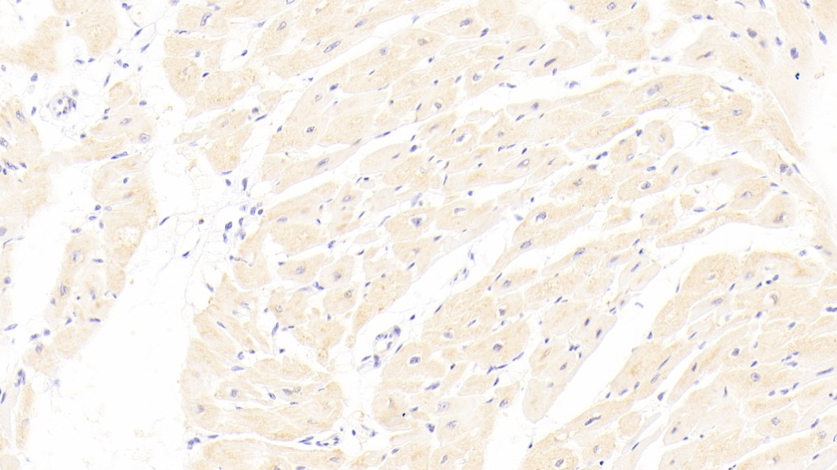 Polyclonal Antibody to Glutaredoxin 3 (GLRX3)