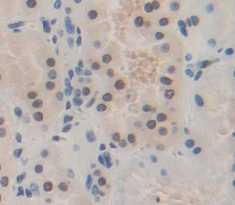 Polyclonal Antibody to Hairy And Enhancer Of Split 1 (HES1)