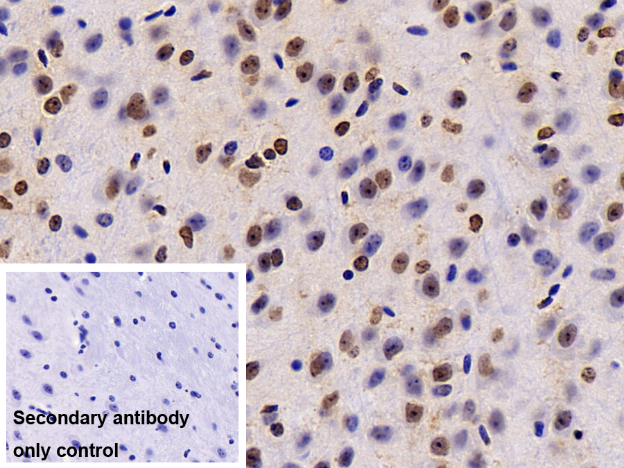 Polyclonal Antibody to Histone Cluster 2, H3a (HIST2H3A)