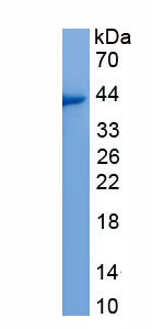 Active FMS Like Tyrosine Kinase 3 Ligand (Flt3L)