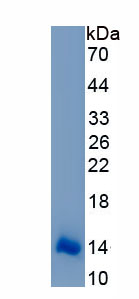 Active Insulin Like Growth Factor 2 (IGF2)