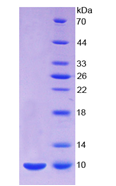 Active Insulin Like Growth Factor 2 (IGF2)