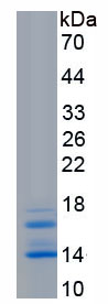 Active Interleukin 15 (IL15)