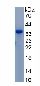 Active Interleukin 1 Alpha (IL1a)