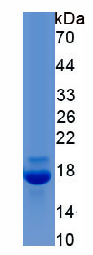 Active Interleukin 5 (IL5)