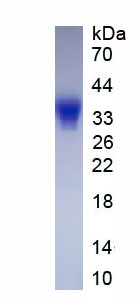 Active Leukemia Inhibitory Factor (LIF)