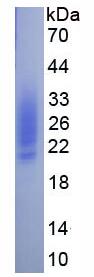 Active Stem Cell Factor (SCF)