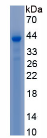 Active Neutrophil Elastase (NE)