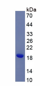 Active Histone H3 (H3)