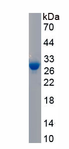 Active Apolipoprotein A1 (APOA1)