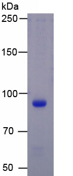 Active Myeloperoxidase (MPO)
