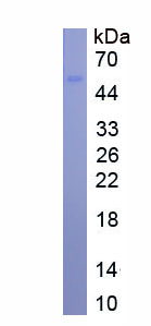 APA653Hu01.jpg