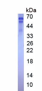 Active Toll Like Receptor 2 (TLR2)